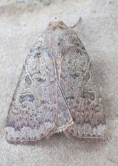 Abagrotis alternata