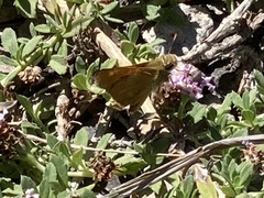 Ochlodes sylvanoides