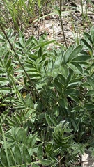Potentilla hippiana
