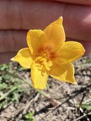 Zephyranthes tubispatha