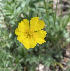 Potentilla hippiana