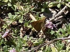 Ochlodes sylvanoides