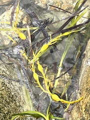 Ascophyllum nodosum