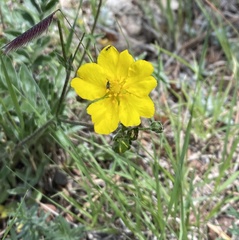 Potentilla hippiana