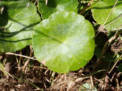 Hydrocotyle vulgaris