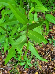 Coccoloba microstachya