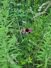 Echinacea