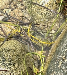 Ascophyllum nodosum