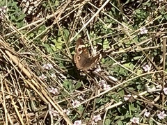 Junonia grisea