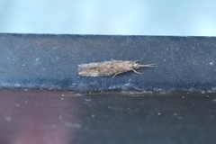 Hydroptilidae