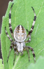 Neoscona arabesca