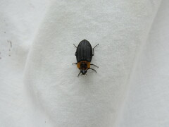 Oxelytrum discicolle