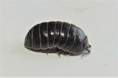 Armadillidium vulgare