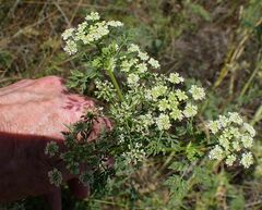 Conium maculatum