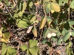 Symphoricarpos mollis