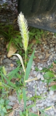 Setaria viridis