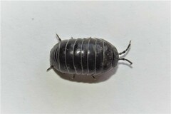 Armadillidium vulgare