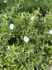 Convolvulus arvensis