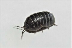 Armadillidium vulgare