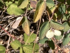 Symphoricarpos mollis
