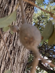 Cynipoidea