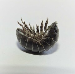 Armadillidium vulgare