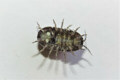 Armadillidium vulgare