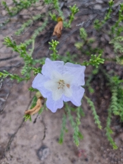 Nolana rostrata