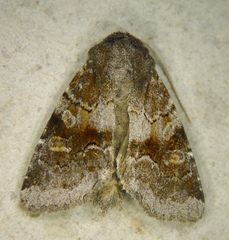 Oligia minuscula