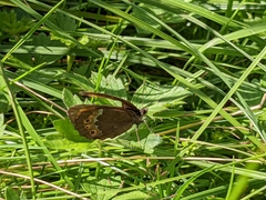 Erebia ligea