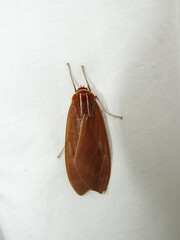 Amastus coccinator