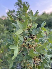 Acer monspessulanum
