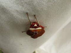 Amastus coccinator