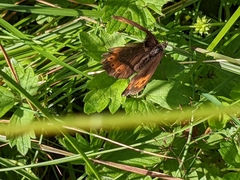Erebia ligea