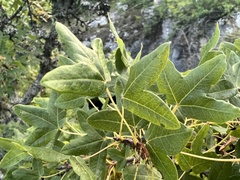 Acer monspessulanum