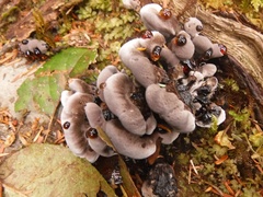 Hydnellum peckii