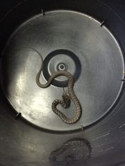 Coluber constrictor priapus