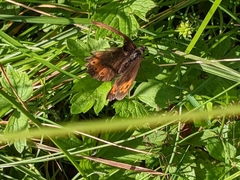 Erebia ligea