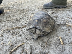 Gopherus berlandieri