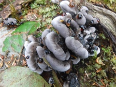 Hydnellum peckii