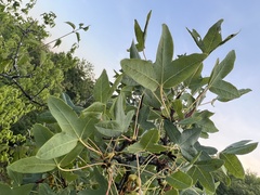 Acer monspessulanum