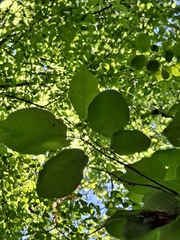 Amelanchier arborea