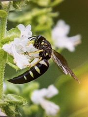 Bicyrtes quadrifasciatus
