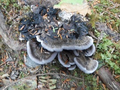 Hydnellum peckii