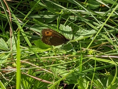 Erebia ligea