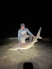 Carcharhinus plumbeus