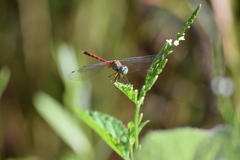 Sympetrum ambiguum