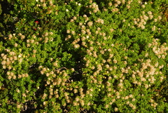 Baccharis magellanica