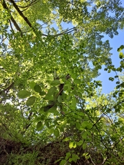 Amelanchier arborea