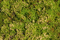 Baccharis magellanica